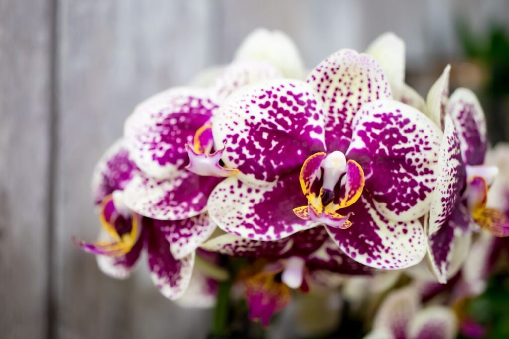 orchidee
