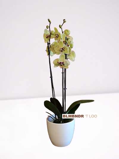 Orchidee geel in pot