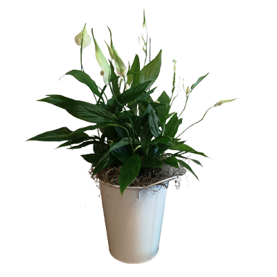 Spathiphyllum