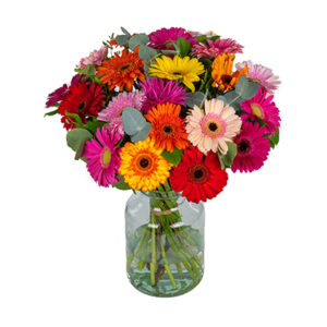 Gerbera mix Heiloo