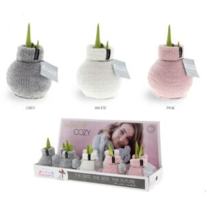 Amaryllis Fashionz Cozy