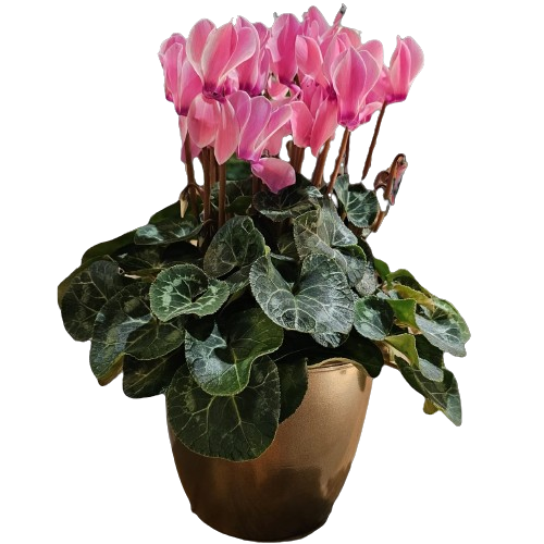 Cyclaam_XL_in_pot