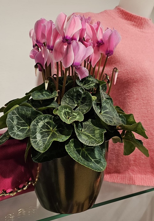 Cyclaam_XL_in_pot_jester