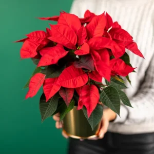 Rode kerstster met pot