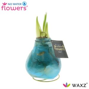 Waxz Amaryllis Univerz Saturnus Blauw