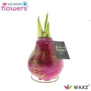 Waxz Amaryllis Univerz Saturnus Roze